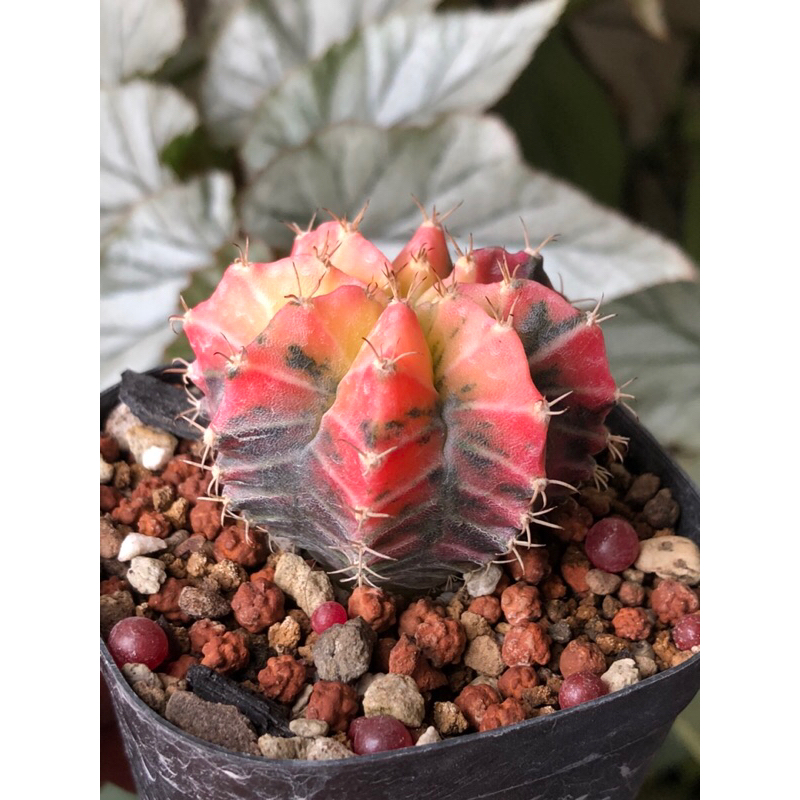 Cactus - Variegated Gymno Var (bright sunny tone) | Shopee Malaysia