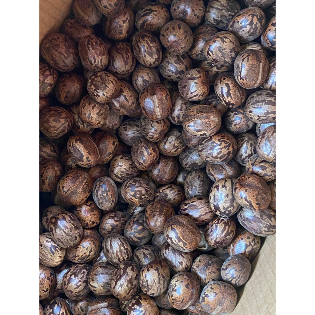 [50 Biji/Pack] Biji Getah Asli | Hiasan Tradisional | Rubber Tree Seeds ...