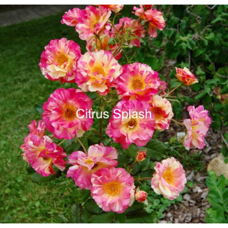 Ros ID Citrus Splash(Grafted rose) | Shopee Malaysia