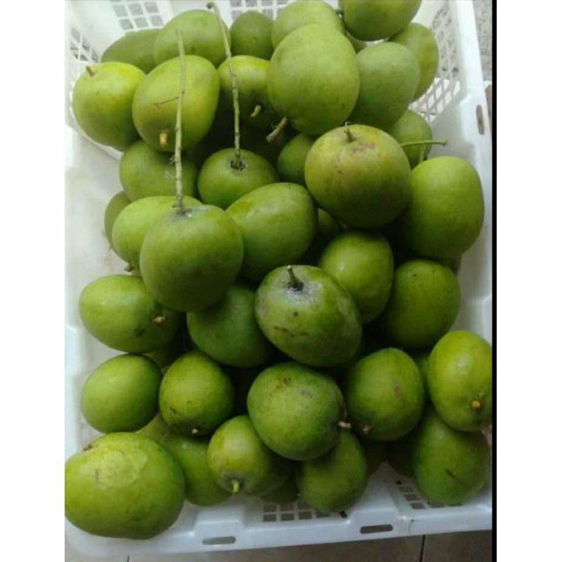 1kg Mangga Muda Masam Mangga Telur Mangga Epal Masam Sedap Cicah Garam