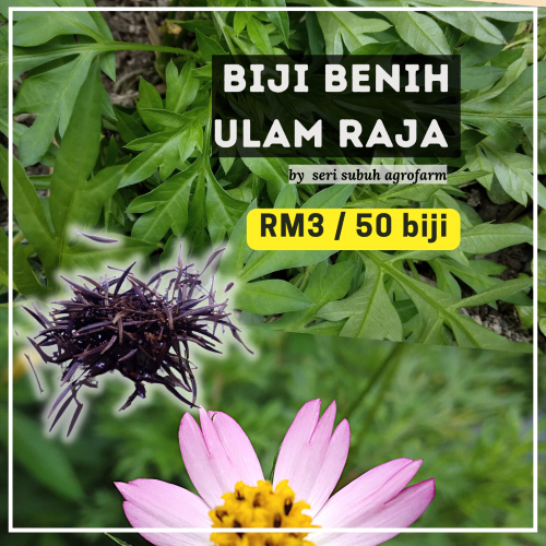 ULAM RAJA | BIJI BENIH | Shopee Malaysia