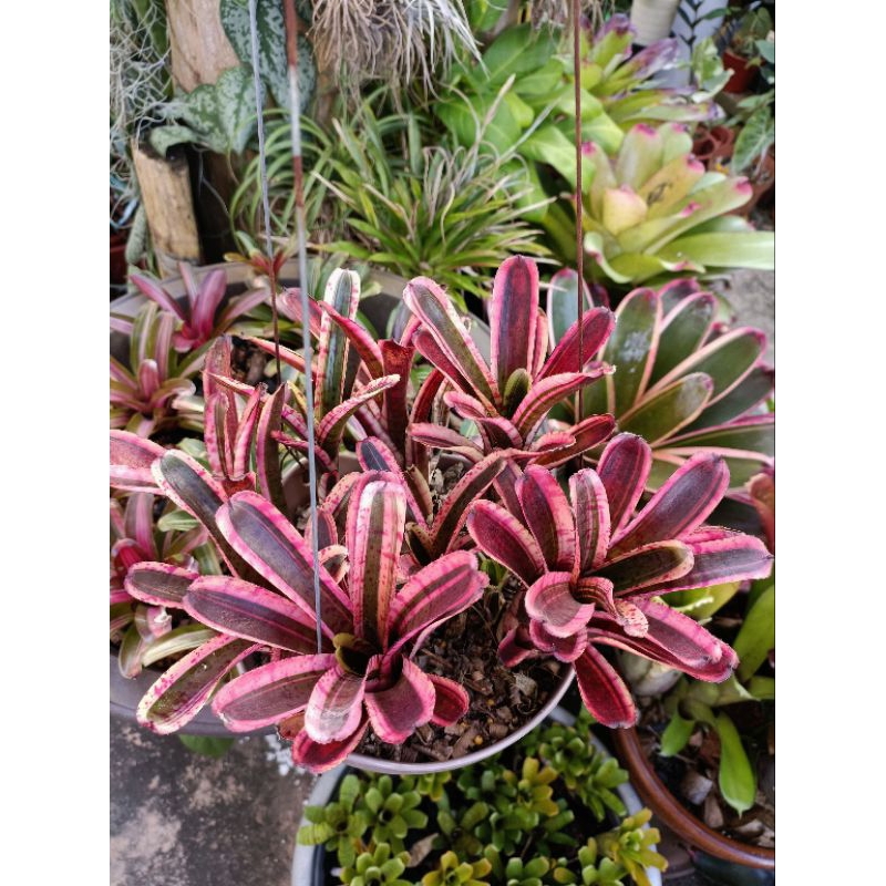 Bromeliad Neoregelia Star Fire, as per picture shown, 1st to 3rd pic ...