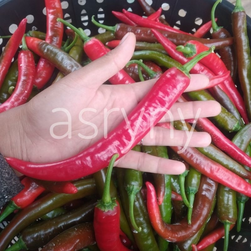 Cili/lada Besar segar Merah/hijau | Shopee Malaysia