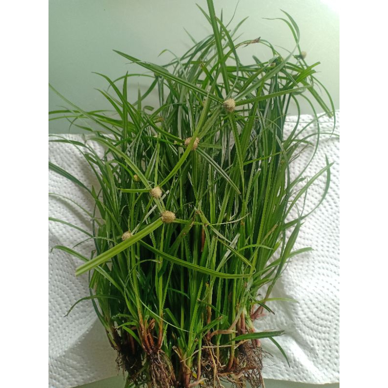 Pokok Rumput Helikopter/ Mata Lalat | Shopee Malaysia
