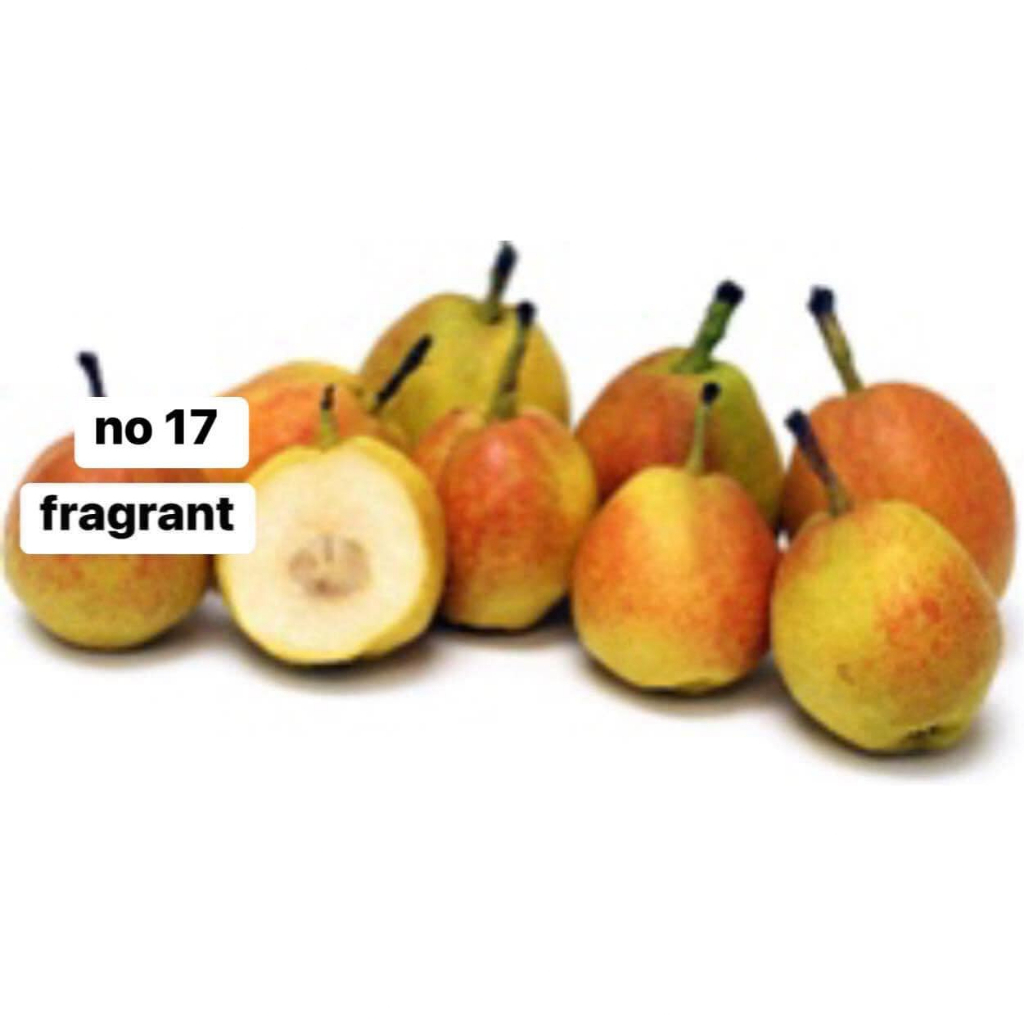 Anak Pokok Pear Pelbagai Jenis | Shopee Malaysia