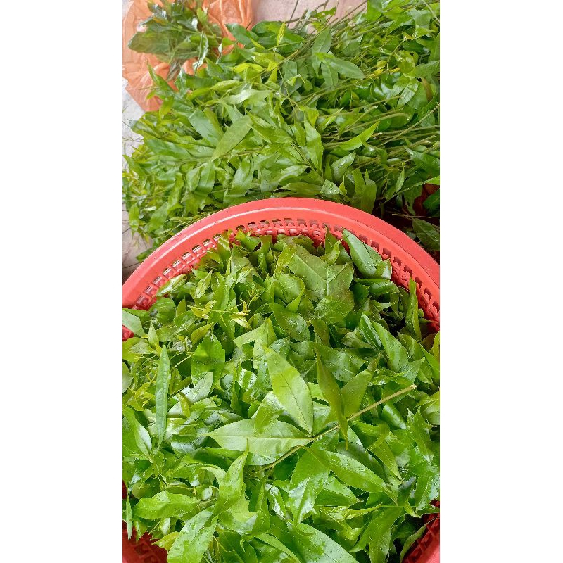 anak pokok cemperai (sayur kampung) | Shopee Malaysia