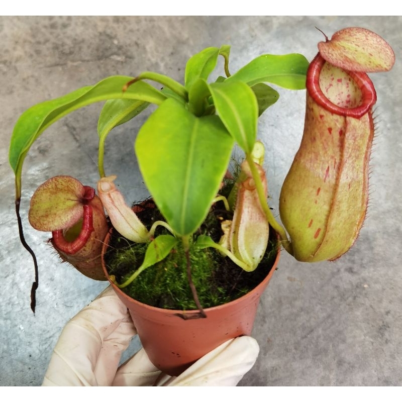 NMS / [Nepenthes Plant] Terrarium Plants / Monkey Cup / Periuk Kera