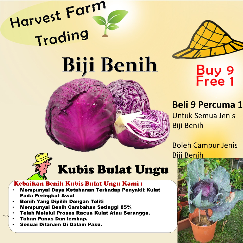 Benih Kubis Ungu 40Pcs+- Biji Benih Kubis Bulat Merah Purple Red ...