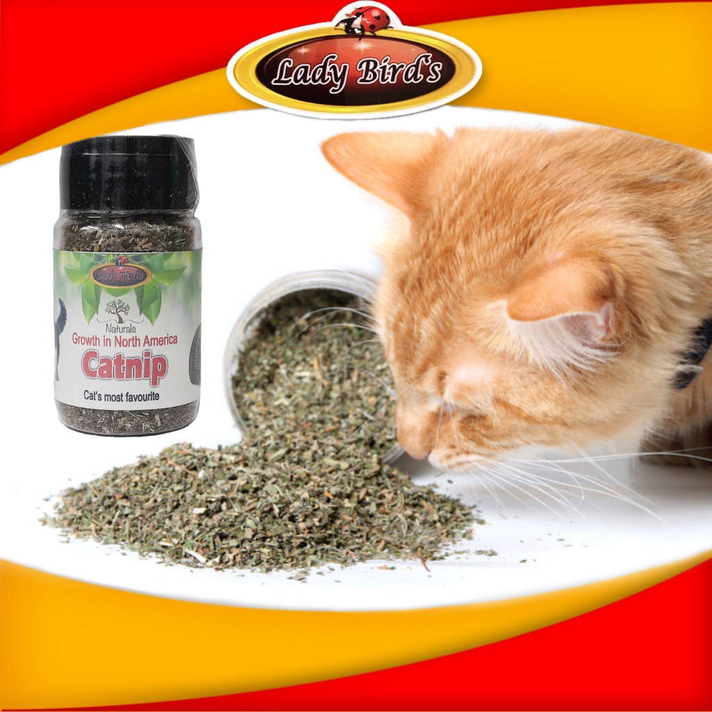 Lady Bird’s Super Premium Extra Strong American Organic Catnip Catmint ...