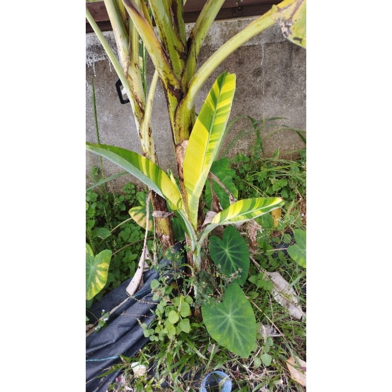 banana Musa ice cream variegated. rare plant (fresh cut) Shopee Malaysia