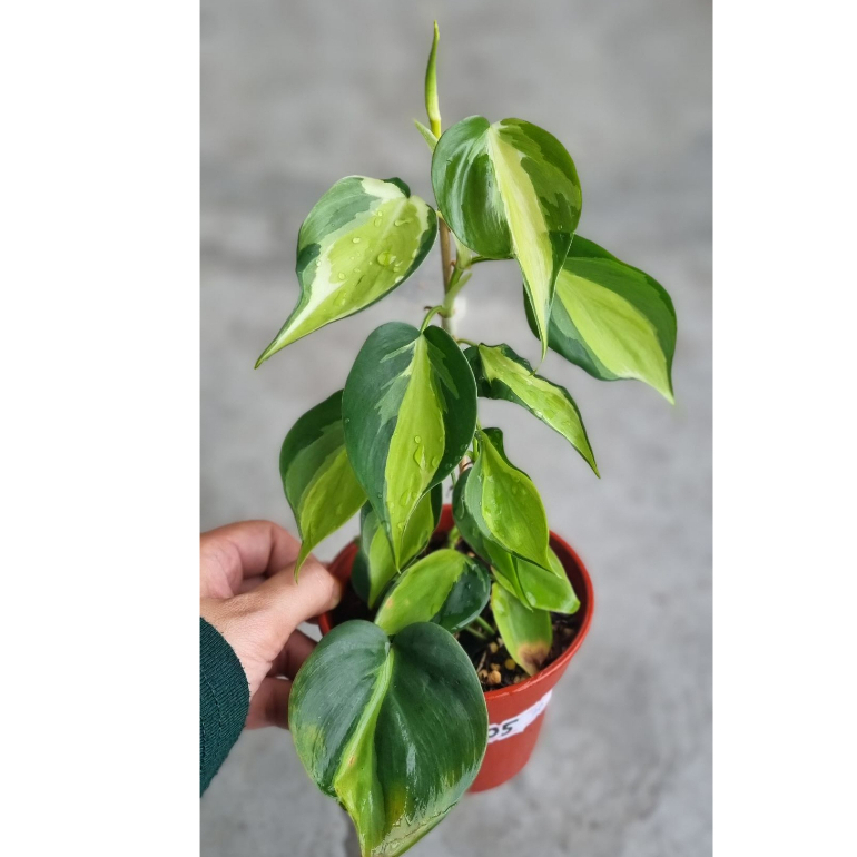 Philodendron Cream Splash | Shopee Malaysia