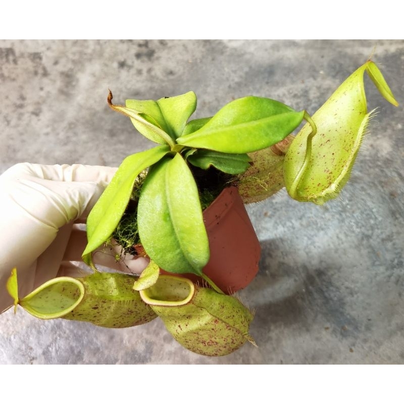 NMS / [Nepenthes Plant] Terrarium Plants / Monkey Cup / Periuk Kera