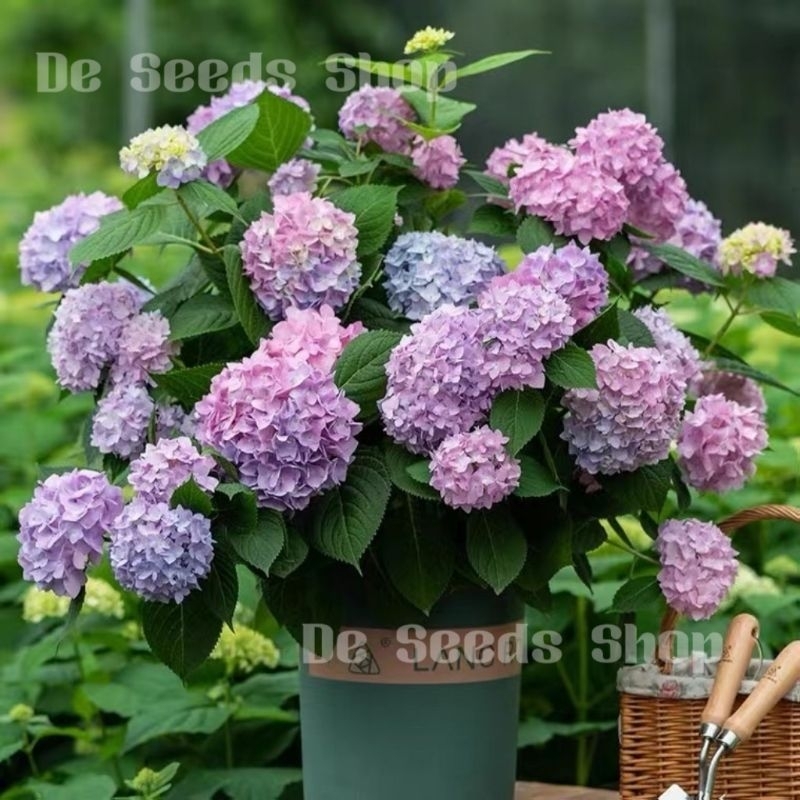 Benih Bunga Hydrangea Mix 6pcs/Flower/混色绣球花籽 | Shopee Malaysia