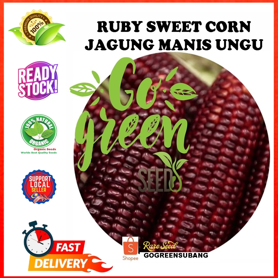 GO GREEN SWEET RUBY CORN RARE SEEDS BENIH JAGUNG MANIS UNGU HYBRID CORN ...