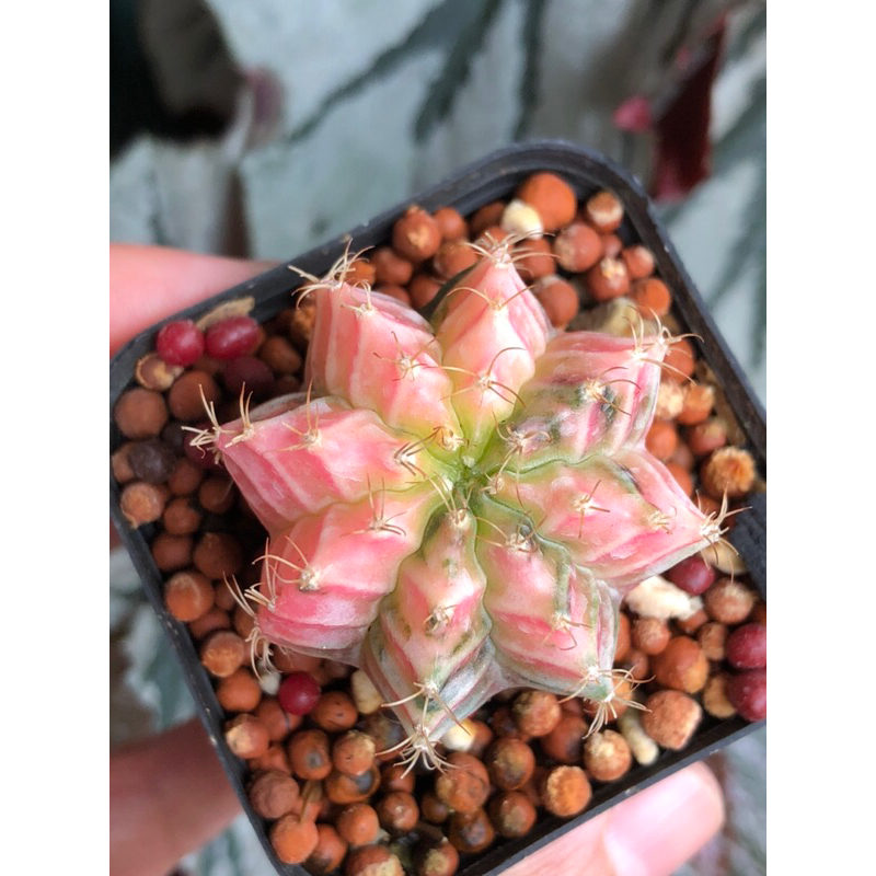 Cactus - Variegated Gymno Var short spine (sweet pink tone) | Shopee ...