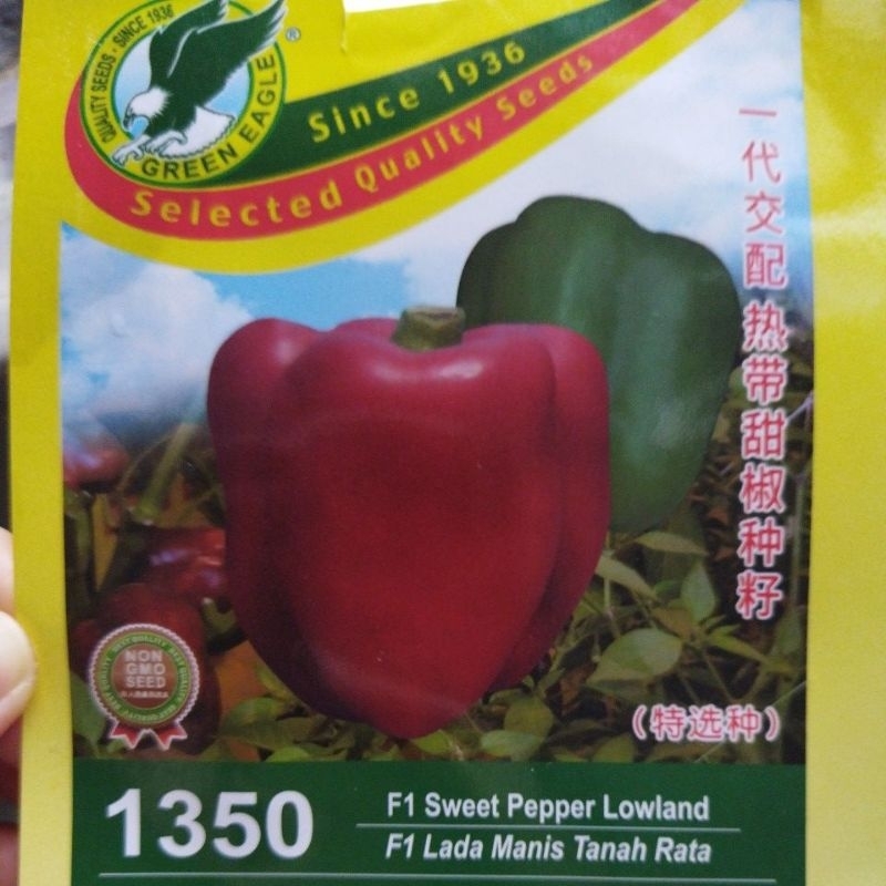 5 Biji Benih Capsicum Lada Benggala Sweet Pepper Lowland Shopee Malaysia