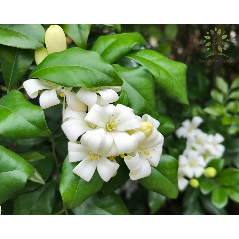 Berjaya Plant Nursery - Murraya Paniculata/达摩九里香(Pokok Bunga Hidup ...