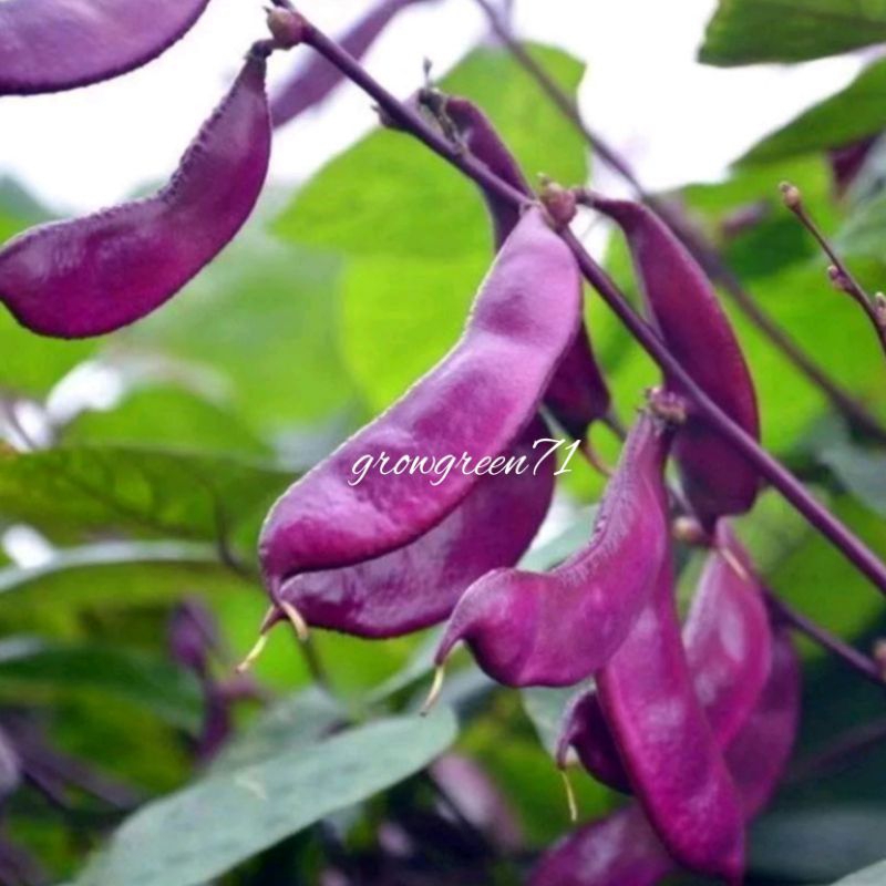 5pcs Benih KACANG SEPAT UNGU/Purple Haricot Seeds/紫眉豆种子/hyacinthbean ...