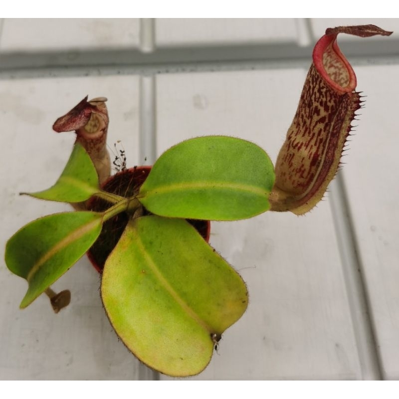 NMS / [Nepenthes Plant] Terrarium Plants / Monkey Cup / Periuk Kera