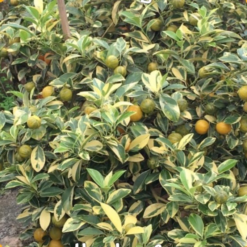 POKOK LIMAU KASTURI BATIK HIBRID siap berbuah | Shopee Malaysia