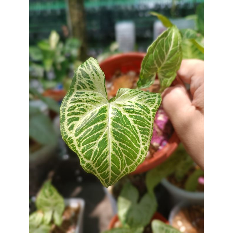 Syngonium Albo / pink spot / green / Panda Galaxy / batik / Variegated ...