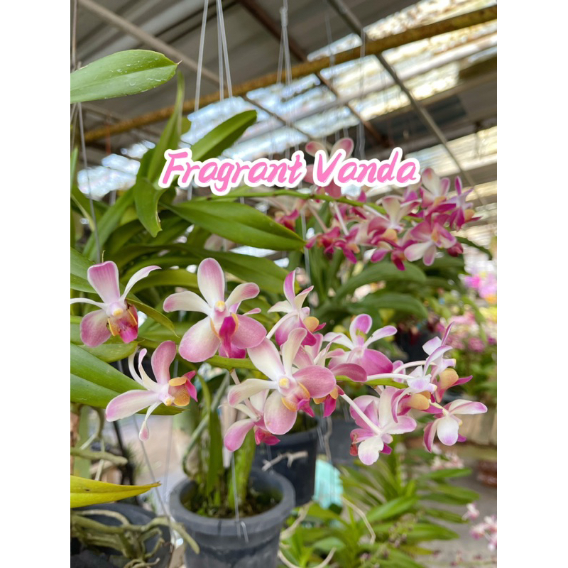 Fragrance 】Vanda Orchid ｜With Flower | Shopee Malaysia