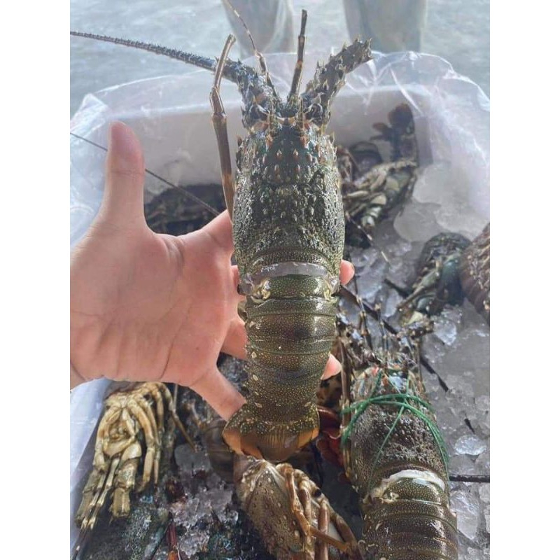 Mini Green Lobster 100G 250G Per Unit Shopee Malaysia