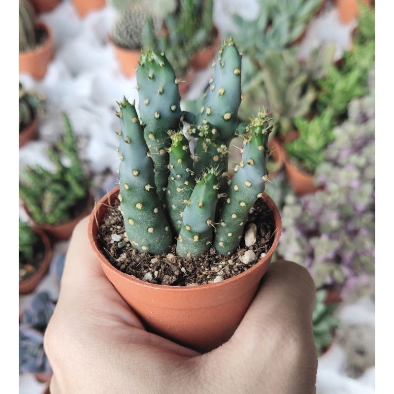 wooden cactus Cactus main image 0