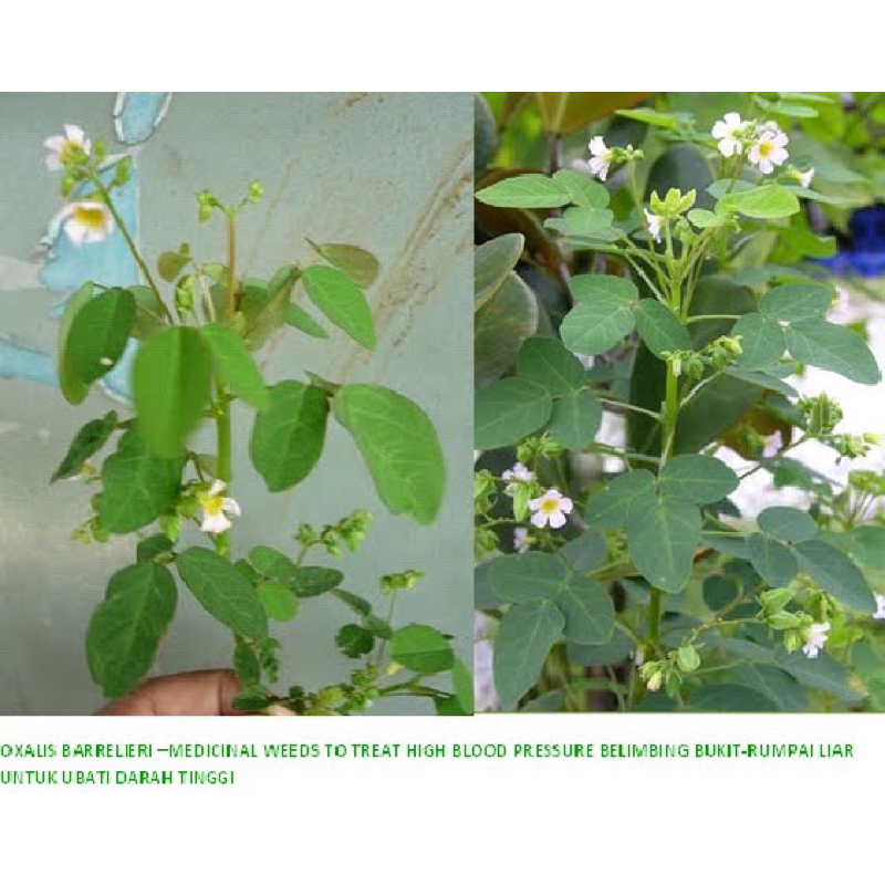 Calincing/Belimbing Tanah (Oxalis corniculata): Si Kecil Kaya Manfaat, Diuretik Alami dan Peredam Demam