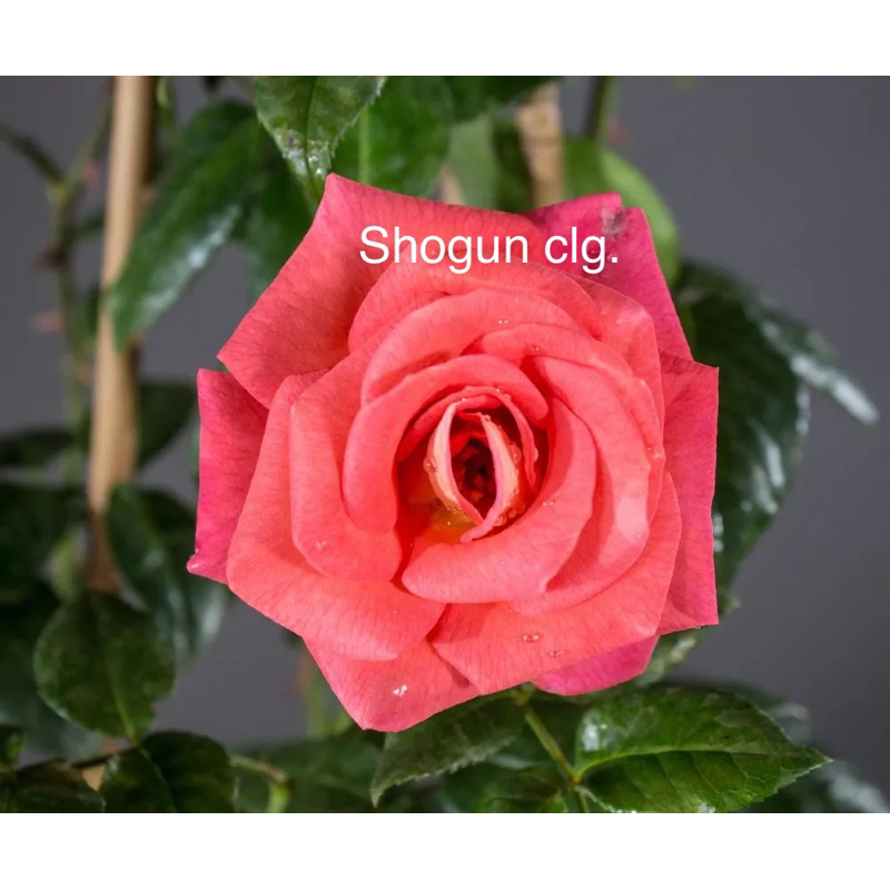 Ros ID Shogun (Grafted rose) | Shopee Malaysia