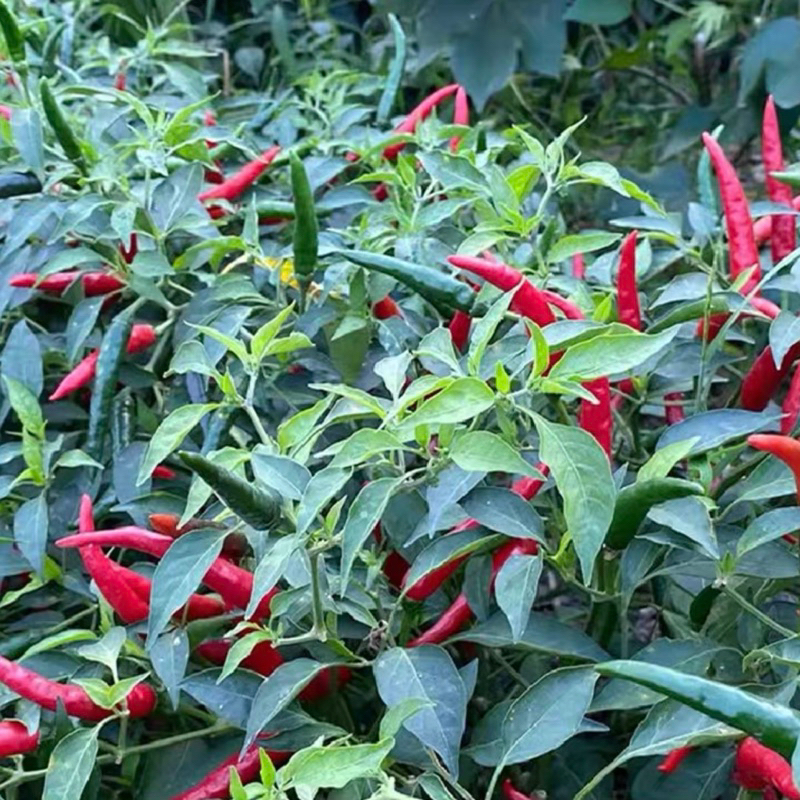 Thai Brid Pepper 20 seed / Cili PADI pedas / Cili Burung | Shopee Malaysia