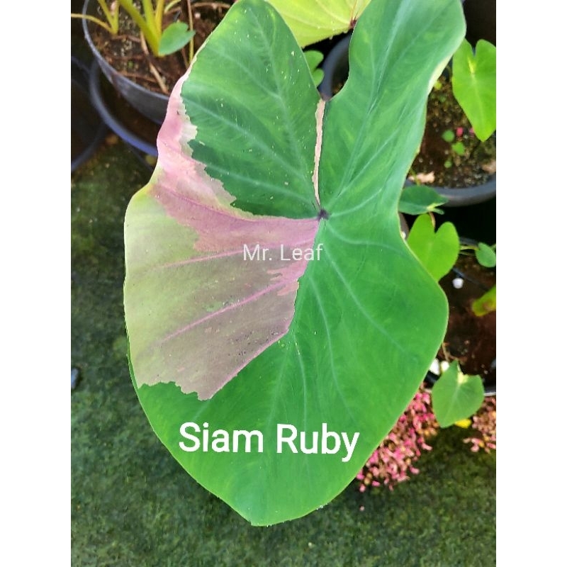 Colocasia Siam Ruby | Shopee Malaysia