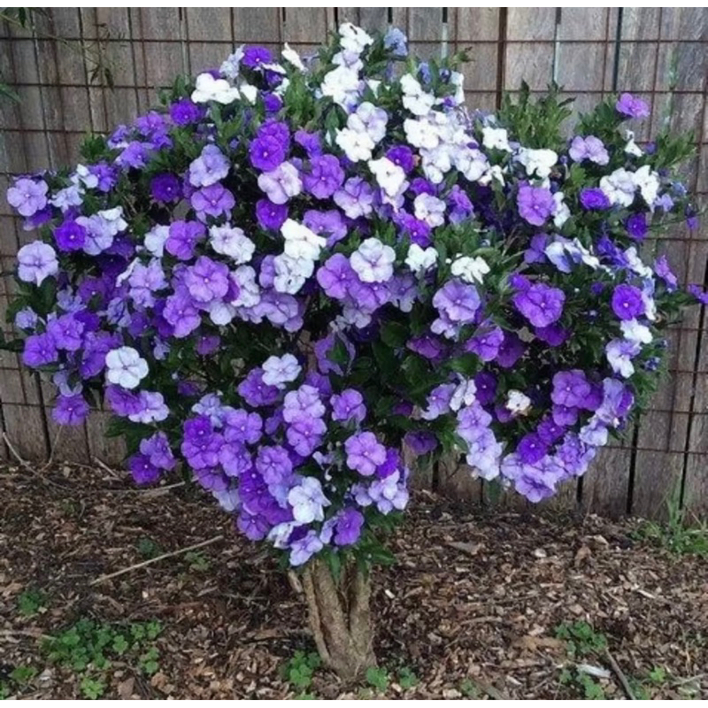 Brunfelsia latifolia YTT outdoor live plant / bunga wangi purple ungu ...