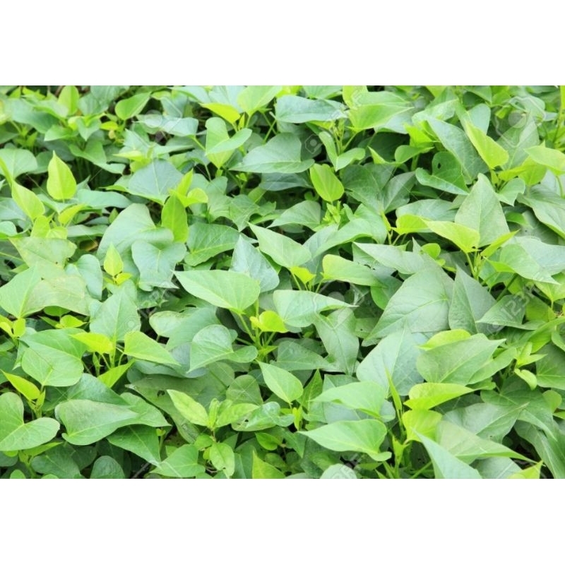 Organic Sweet Potatoes Leaves Kangkong Cuttings/Keratan Pucuk Benih Ubi Keledek Daun untuk Makan