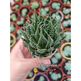 QQ-garden🌷波路／凌锦Aristaloe/Aloe aristata(Big)多肉植物芦荟属