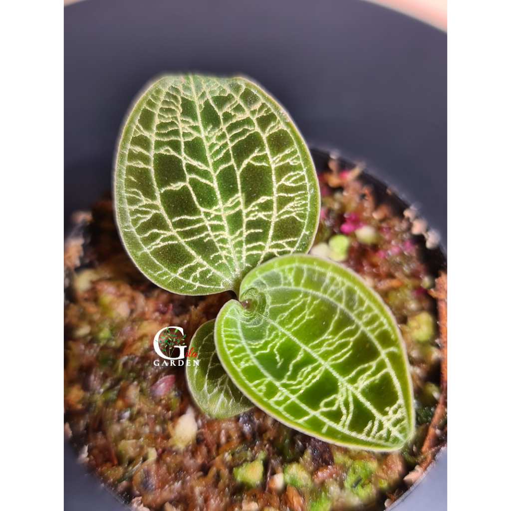 Jewel Orchid, Macodes petola (Lightning Jewel Orchid) 宝石兰 [Jewel