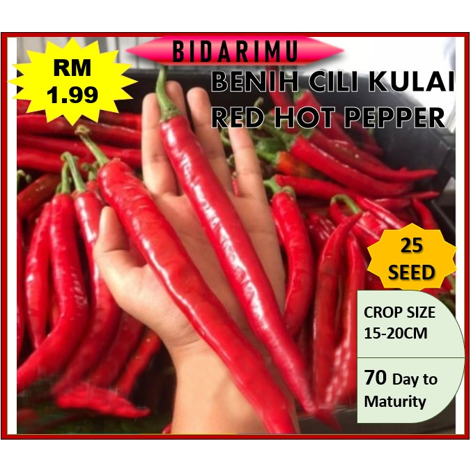 Benih Cili Biji Benih Cili Kulau Kulai Cili Seed Benih Cili Besar Chili