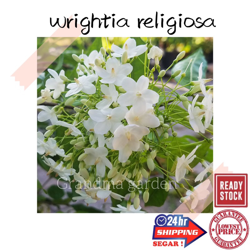 Gg Real Plant Wrightia Religiosa Jeliti Water Jasmine Fragrant