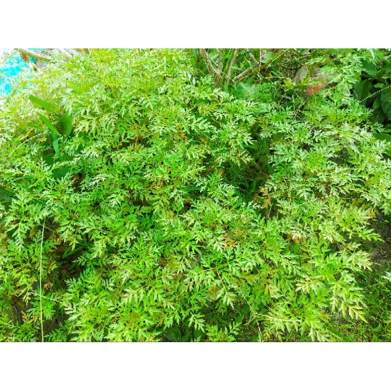 biji benih pokok ulam raja [100/200/300 biji] | Shopee Malaysia