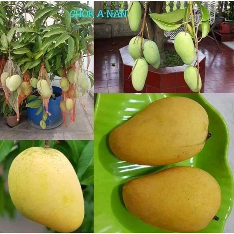Pokok mangga Chokonan | Shopee Malaysia