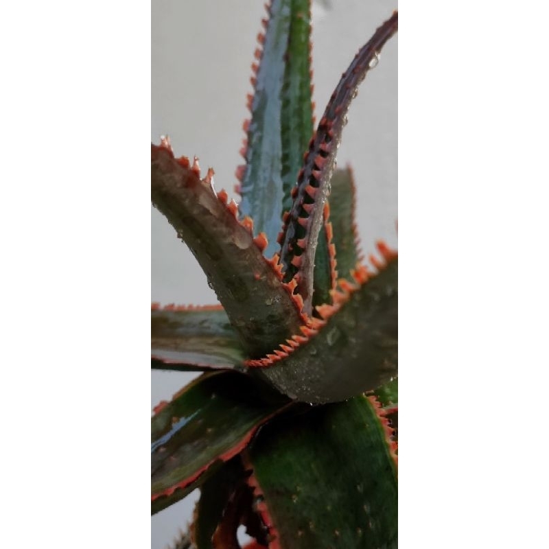 aloe vera cbd Relieve CBD Gel with Hemp Extract