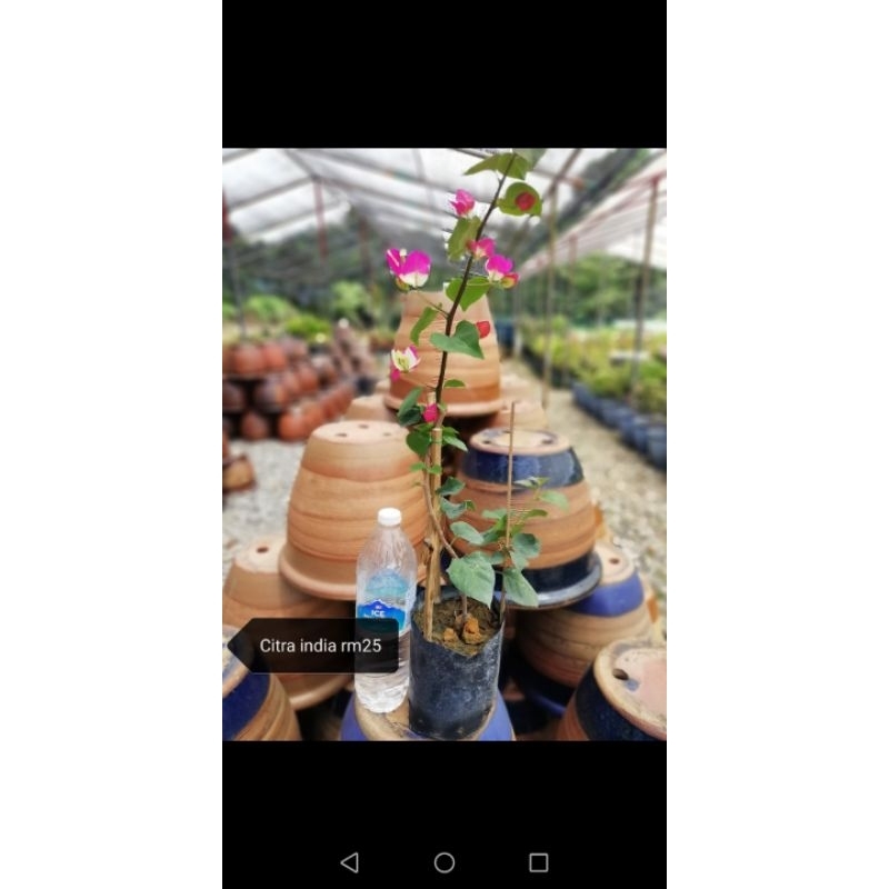 Bunga Kertas Bougainvillea Citra India Shopee Malaysia