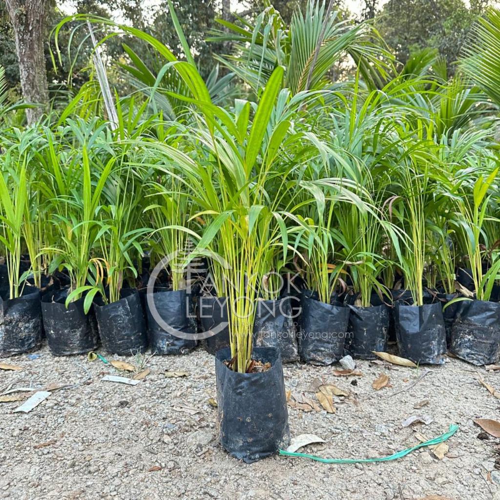 💥Special Offer💥TKL - Areca Palm PolyBag 40-50cm OH (Chrysalidocarpus ...