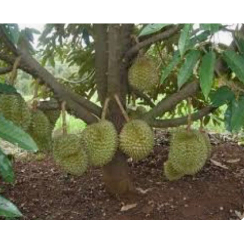 Anak Pokok Durian Musang King D197 (THO) | Shopee Malaysia