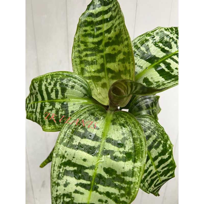 efeutute senker XXL Efeutute am Stab 130cm  Green Me Up