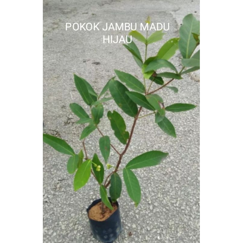 Pokok Jambu Madu Hijau Pokok Besar Shopee Malaysia