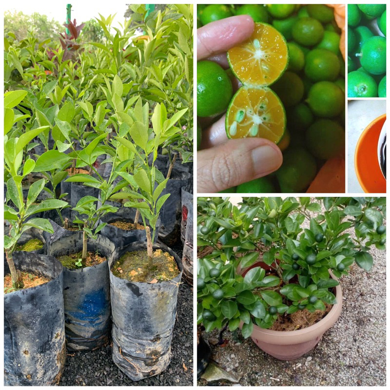 Anak pokok limau kasturi hybrid / limau kasturi kawin | Shopee Malaysia
