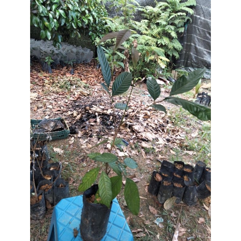 Anak Pokok Rambutan Semai Biji tinggi 1 - 2 kaki lebih | Shopee Malaysia