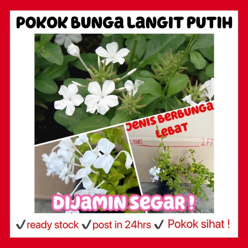 Rina • pokok bunga langit putih • white plumbago auriculata cape ...
