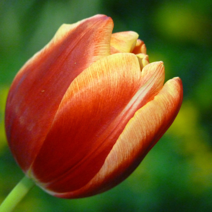 bunga tulip Malaysia, Best Deals June 2026 | Shopee Malaysia